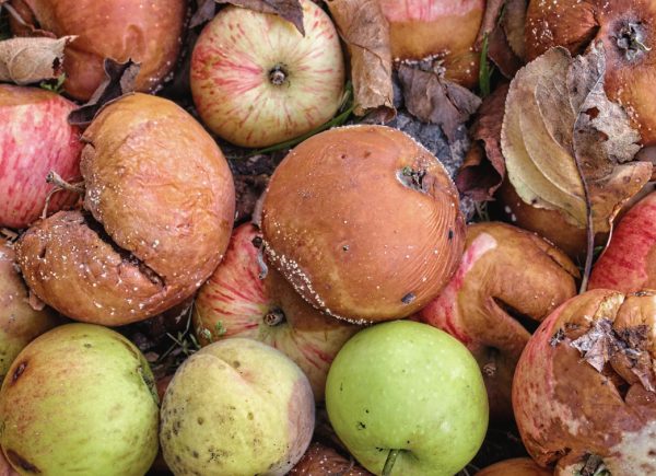 The Universal Church