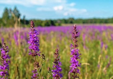 ‘Revive Me from the Dust’ Event Brings Together Thousands of People in Venezuela