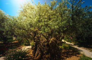 Gethsemane: A Place of Revelation