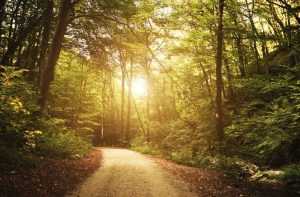 Acknowledge Him in Your Ways