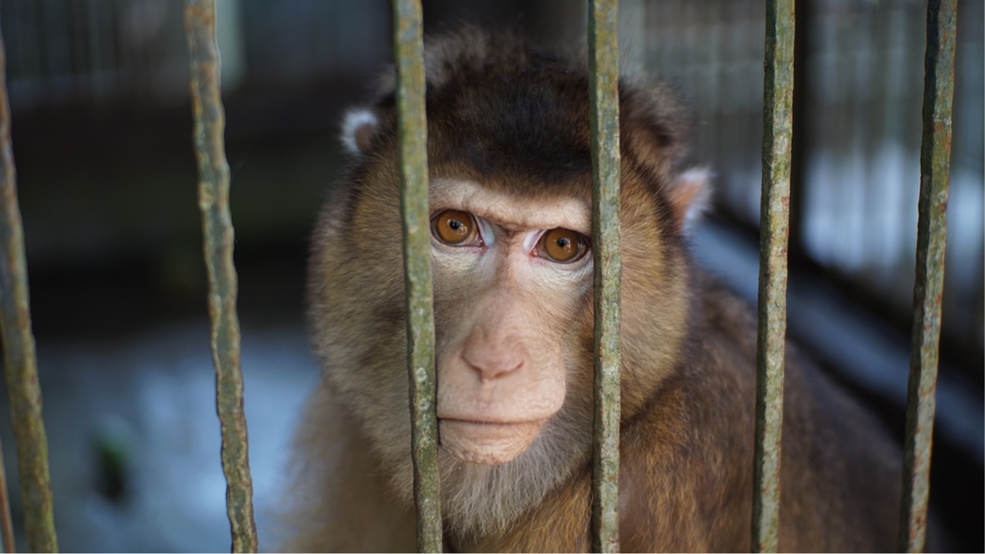 Tráfico de animales en Colombia un negocio millonario con 1.300 especies amenazadas