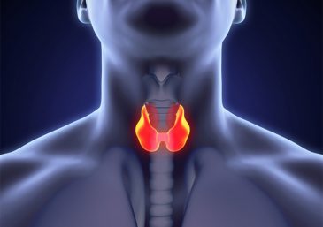 Tiroid bezi hormonları nelerdir?