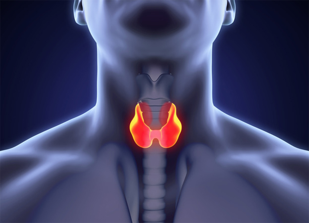 Tireoide: reconheça os sinais de disfunção da glândula